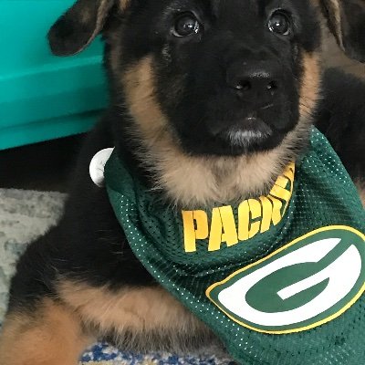 Packers fan. Dog dad. Tinkerer.