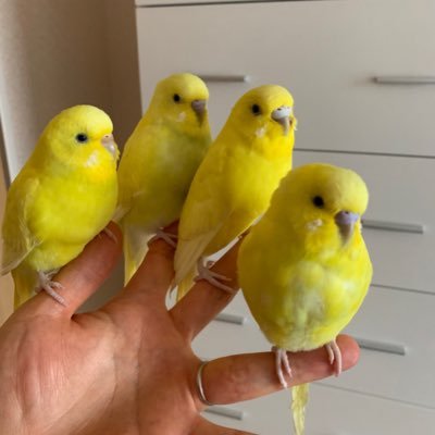 セキセイインコ🐥オカメインコ 🐔ダイヤモンドフィンチ、文鳥、キンパラ、十姉妹🐧を飼育しています。無言フォロー失礼しますm(__)m 勧誘🙅♂️金配布系❌エロ🙅DMはお断り致します🙇非常識な人や怪しいアカウントは即ブロックします。宜しくお願いします😊