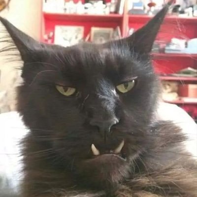 realest_citrus's profile picture. Kacper Twrd