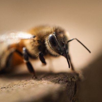 ミツバチを崇めよ/養蜂教えるM2/分子生物学