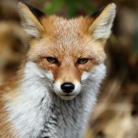Desert fox(@_Desert__fox_) 's Twitter Profile Photo