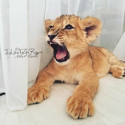 ILikeToGoRawr's profile picture. ⊰᯽⊱┈─ ❝ Make yourself a myth and live within it, so that you belong to no one but yourself.• ː━ ʀᴘ•ᴍᴄ•ᴀᴜ• ━ː #ᴇᴄʜᴏ