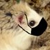 hamsterwatch #bb26 (@hamsterwatch) Twitter profile photo hamsterwatch #bb26 (@hamsterwatch) Twitter profile photo