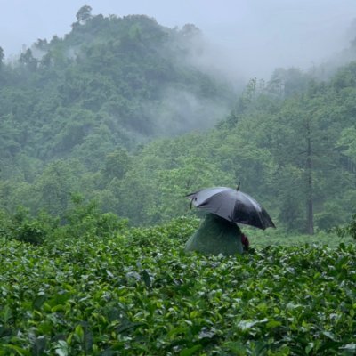 Washabarie is family owned tea garden focussing on its community & diversity 
We have always supported #local!
#singleorigin know your region. Know your produce