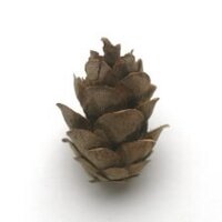 Josephine Marcotty (@marcotty) 's Twitter Profile