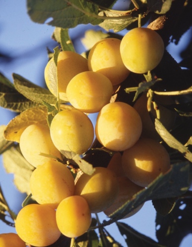 Raintree Nursery selects fruit varieties for flavor and ease of growing with over 800 varieties of fruit trees, berries, unusual edibles, supplies & more!