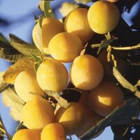 Raintree Nursery (@raintreenursery) 's Twitter Profile