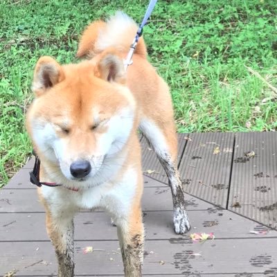 Twitter初心者のアラフィフです。ドイツに住んでいます。レイキを習っていつか先生になれるように練習中です。ワクチンを打たない自由を！本業はドイツの片田舎でアンティークミシンなどを使ったアップサイクル家具を作るお土産屋さんです