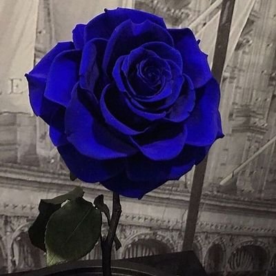 ALAMRRAAH's profile picture. ‏‏‏‏‏‏‏‏‏‏‏‏‏‏‏‏‏‏‏‏شخصيه عاديه فقط اعشق واتنفس الهلال