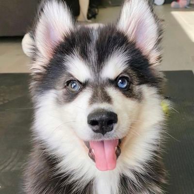 Profile Picture of SKYE ALEXANDER-FISHMAN 🐾 (@FishmanSkye) on Twitter