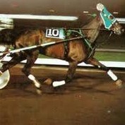 SpeedyVolita's profile picture. Lover of the sport! Harness racing and especially trotting is the best sport in the world!