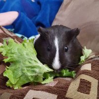 Shirlie Gledhill (@shirliegledhill) 's Twitter Profile