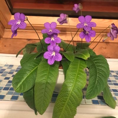 BOUTHEGMES's profile picture. 