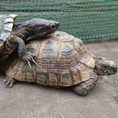 testudo216 Profile Picture