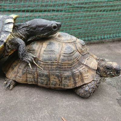 かめきち Testudo216 Twitter かめきち Testudo216 Twitter