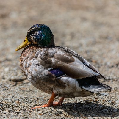 Savage Backbone🦆 - Network Architect @BSONetwork - Quacks are my own - Previously MNT @as51706 - Network breaker/problem solver #netneut #Infra #Electricity