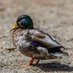 ConfigurateurManchot🦆- 🦋@squalalapowa (@squalalapowa) Twitter profile photo ConfigurateurManchot🦆- 🦋@squalalapowa (@squalalapowa) Twitter profile photo