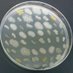 Microbiología Molecular SEM (@micromolsem) Twitter profile photo Microbiología Molecular SEM (@micromolsem) Twitter profile photo