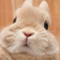 뽱뽱 (@wos2eh_) 's Twitter Profile