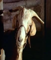 I belong to Laura Ingalls,but her Pa don' like me too much!Like eatin' stuff and butting anything that bends over!