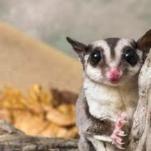 Your Daily Dose Of Sugar Glider Pictures And Videos! Main- @The_Elijah_YT