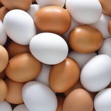 eggfacts2 Profile Picture