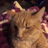 Marianne Peterson (@mariann73582305) 's Twitter Profile