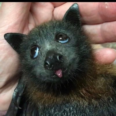 SanaGigi's profile picture. pretty down to earth but clearly from another planet... evil is kaleidoscopically diverse…  и запрат за запрат, блок за блок.
