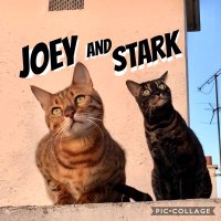 Joey and Stark(@Joey_and_stark) 's Twitter Profile Photo