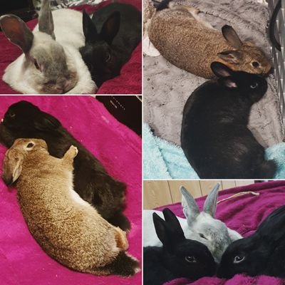 NicCatBurglar's profile picture. Geek, pop culture slut, bisexual introvert. Drama & literature major, writer, bookseller, bunny whisperer & true crime junkie. Bunnies & Sherlock are my crack.