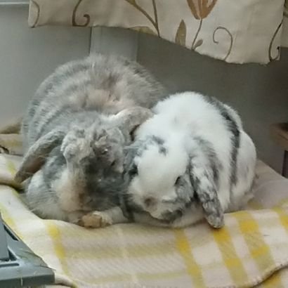 Hwool99's profile picture. 