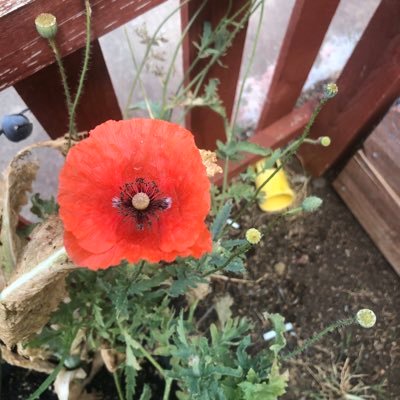 swillotter's profile picture. 