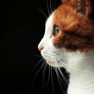 KhoderRoqia's profile picture. Roqia khoder 🌻💛
بابا أنت الحب ⁦❤️⁩