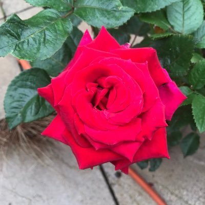 kittenpaws16's profile picture. 