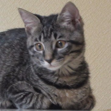 とむにゃ～さんのプロフィール画像