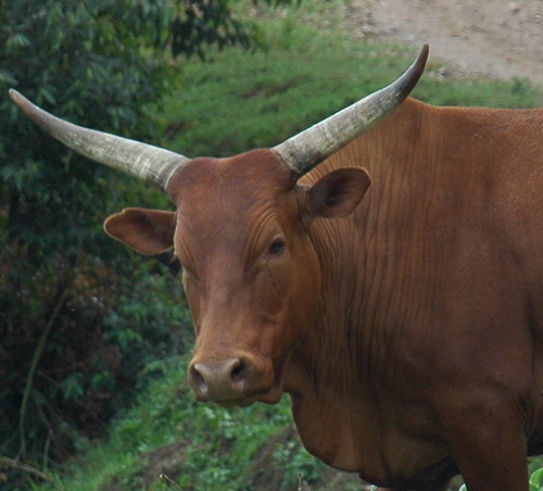 ahoward4's profile picture. 