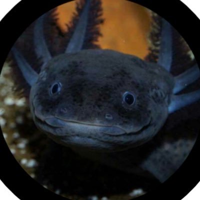 Daily facts and picture of the cutest amphibian: axolotls! :D