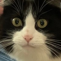 friend paris 🐈🐾 (@tinyfriendparis) 's Twitter Profile Photo