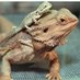 Daveon The Lizard (@the_daveon) Twitter profile photo Daveon The Lizard (@the_daveon) Twitter profile photo