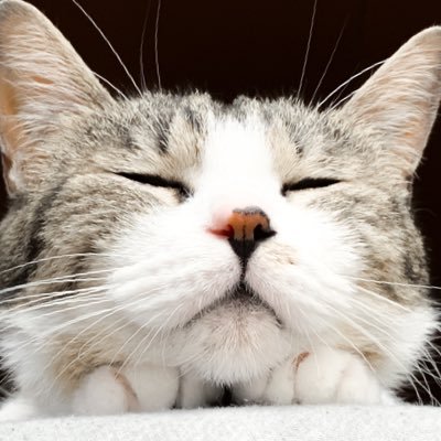 まさいよしなりと申します。生業はライター・ナレーター・音響オペレーター・(自称)猫写真家。趣味は音盤収集・オーディオ・外国語・猫。ママチャリライダー。基本的にオタク。駄ツイート多め。アイコンは愛猫さなえ。