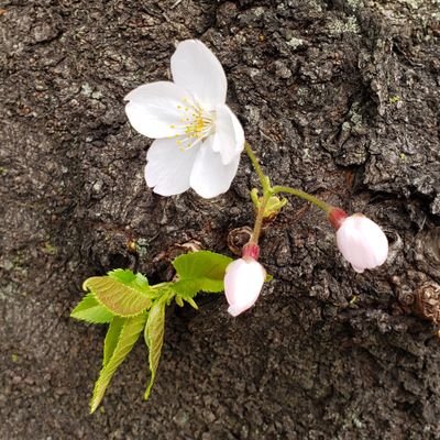 弥生(@ya_yo_i_game)の取引垢です。
成人済♀︎/ペットなし/非喫煙者/基本的には郵送でのやり取りを希望/PayPayorゆうちょor三菱東京UFJ/DM解放