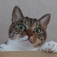 ๐ใทใญใฆ๐ญ๐ฏ๐ต๐ (@towwmo1) 's Twitter Profile