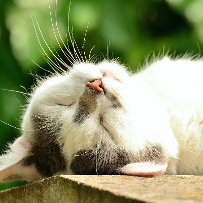 眠る前のひととき。すきま時間のお供に。動物たちの可愛い姿や驚いたシーンを集めてシェアするアカウント。こちらからフォローやリプは致しません。沢山の方々に、癒される時間が共有されますように😉💖