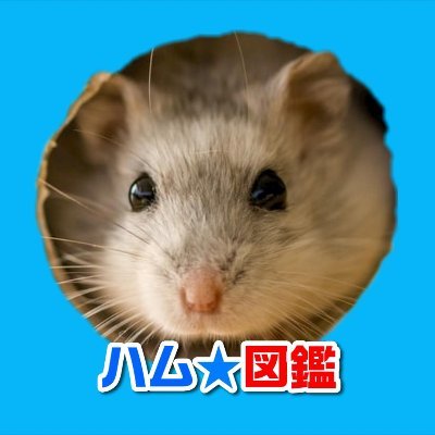 可愛いハムスターの感動動画 Cute Hamster86 Twitter