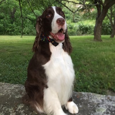 Springer Spaniel