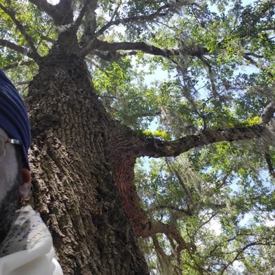 Who am I? Well I am on a journey to rediscover, replant, remember at this point in my life! I shall follow the Most Highs, walk that 13th path, 13love cuzzos.