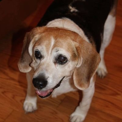 I love my Beagle Charlotte, the Steelers, Pens and Nationals! Obsessed with Roman History right now. Thank you Mike Duncan and Matt Smith.