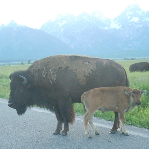 becomingrateful's profile picture. I tweet to combat dissatisfaction and orneriness, and to remember the things I'm thrilled and humbled by. (Plus WordPress, American racism, and Bible study.)