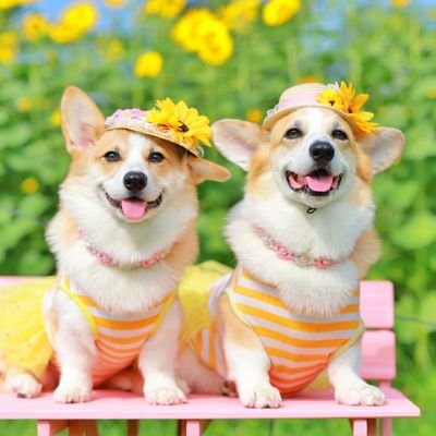 O Xrhsths Latte Muffin Sto Twitter パンツの日 動画ばーじょん コーギー Corgi わんこ おしり もふもふ ペット かわいい 癒し 犬動画 癒し動画