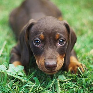 Here to form a team of wieners to take over the world! 🌎 Send us your puppy pics to be featured on our page. Peace ✌🏽 Love 💕 Dachshund Paws 🐾 #teamwienerdog